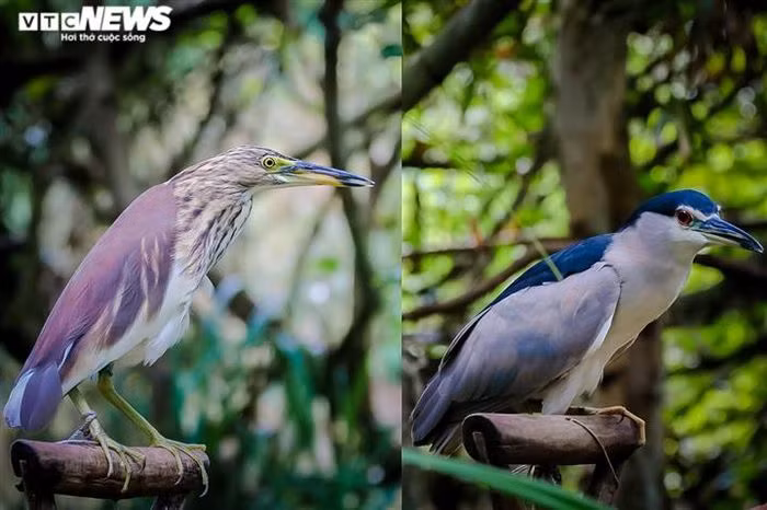 Một khi con chim đầu đàn bay xuống là tất cả sẽ xuống theo, đàn ít thì vài chục con, đàn nhiều thi hàng trăm con. Rất ít con có thể thoát khỏi khu vực bẫy, nên những ngày chim trời về nhiều, có nhà bắt đến vài trăm con là bình thường.