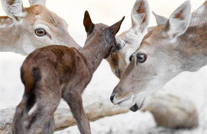 Để sở hữu bộ sưu tập này, Anastasovski đã dành 13 năm qua gắp bó với sở thú. Không hung dữ, phô trương sức mạnh, khỉ đầu chó, vượn cáo nhỏ, báo, linh miêu... đã được nhiếp ảnh gia ghi lại trong những khoảnh khắc dịu dàng và ấm áp nhất.
