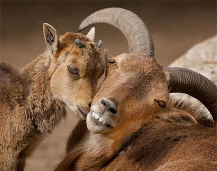 Mặc dù là loài động vật quý hiếm ở Bắc Phi, cừu Barbary vẫn được nhập nội vào Bắc Mỹ, phía nam châu Âu và nhiều nơi khác. Là khách thường xuyên đến vườn thú Skopje, nhiếp ảnh gia Anastasovski đã ghi lại được khoảnh khắc những con cừu Barbary ôm lấy nhau.