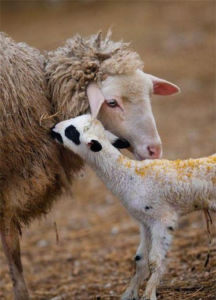 Bức ảnh về tình mẫu tử của động vật mô tả một con cừu mẹ dịu dàng đặt nụ hôn lên trên đầu cừu con. Anastasovski đã đăng nhiều bức ảnh tuyệt đẹp trên trang cá nhân của mình.