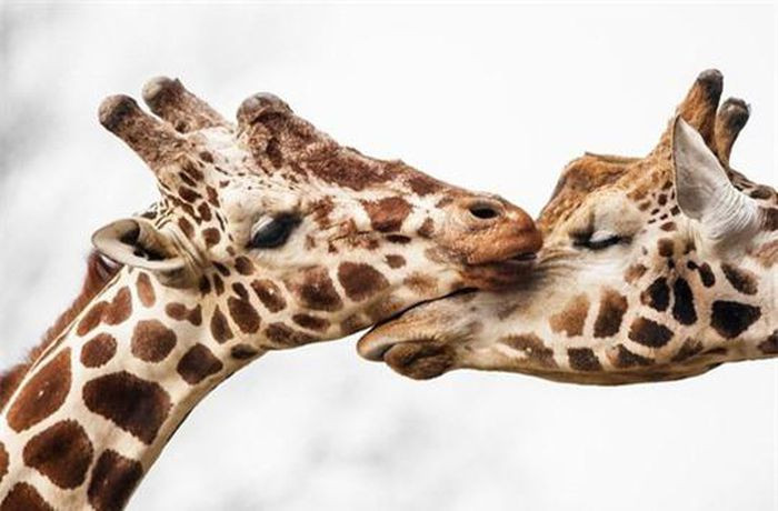 Chia sẻ với Daily Mail, Anastasovski nói: "Chụp ảnh động vật là niềm đam mê lớn nhất của tôi". 2 con hươu cao cổ chạm mặt nhau tình tứ là bức ảnh đáng giá, không phải lúc nào bạn cũng có thể chụp được.