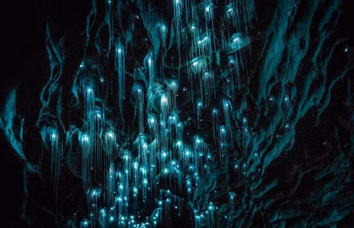 Động Waitomo, New Zealand: Hang động phát quang sinh học kỳ lạ này do một quần thể sâu phát sáng hình thành. Du khách khám phá bên trong hang sẽ ngỡ như đang ngắm dải ngân hà được tạo thành từ hàng nghìn đốm sáng. Mặc dù hang động đã có từ cách đây 300 triệu năm, sâu phát sáng chỉ mới xuất hiện trong 100 năm.