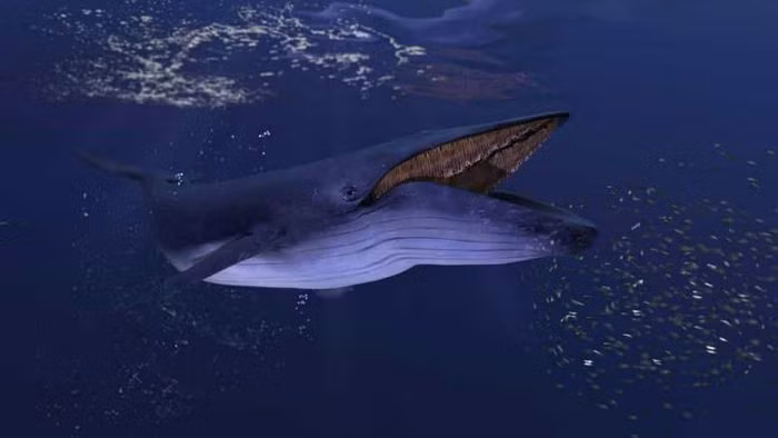 Lưỡi của cá voi xanh thậm chí còn nặng hơn cả một chú voi. Những chú cá voi xanh có thể nặng tới 190 tấn. Chỉ riêng lưỡi của nó đã nặng tới 8 tấn.