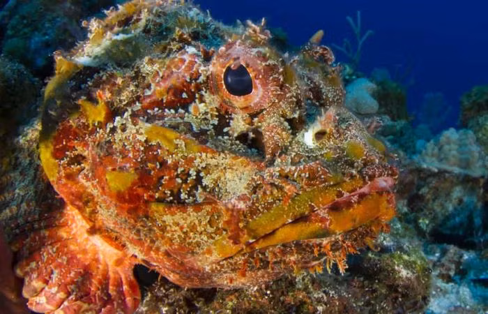 Những chú cá đá thực sự đáng sợ như vẻ ngoài của chúng. Chúng có chứa độc tố cao và nọc độc của chúng có thể giết người. Đây cũng là nọc độc đau đớn nhất nếu trải qua.