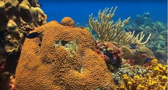 Dieu gi xay ra voi trai dat neu nuoc bien tro thanh nuoc ngot?-Hinh-4