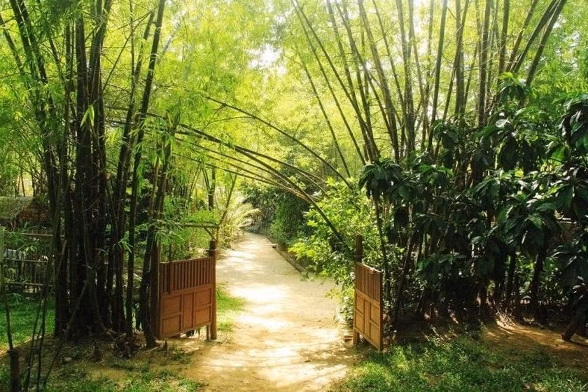 Trong 6 loai cay nay truoc cua de ruoc tai loc ve nha-Hinh-6