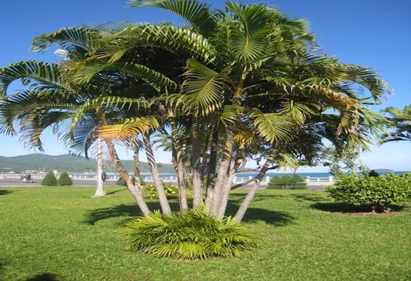 Trong 6 loai cay nay truoc cua de ruoc tai loc ve nha