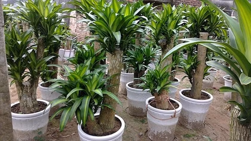 Trong 6 loai cay nay truoc cua de ruoc tai loc ve nha-Hinh-5