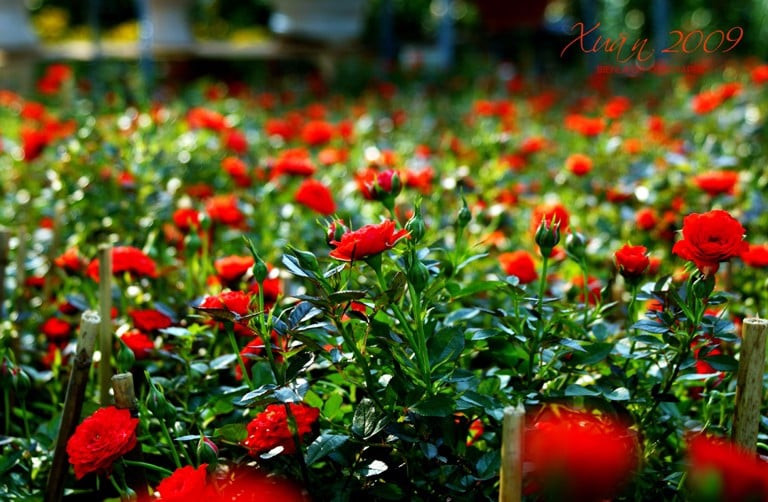 Người sinh ngày Âm lịch này làm ăn thuận buồm xuôi gió, không gặp nhiều trở ngại. Vượt qua nhiều khó khăn, họ vươn lên trong sự nghiệp, đạt được nhiều thành tích tốt.