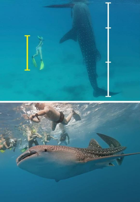 11 loai dong vat tuong nguy hiem chet nguoi nhung thuc chat vo hai-Hinh-10