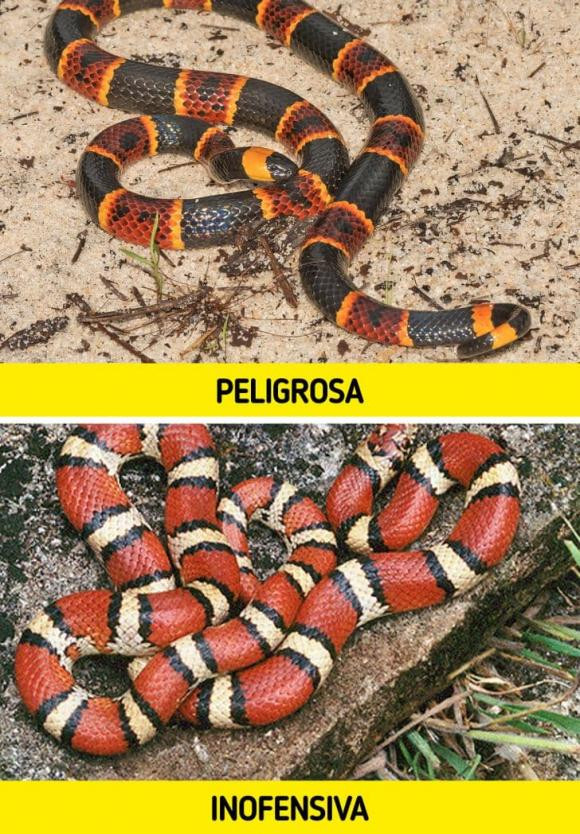 11 loai dong vat tuong nguy hiem chet nguoi nhung thuc chat vo hai-Hinh-4