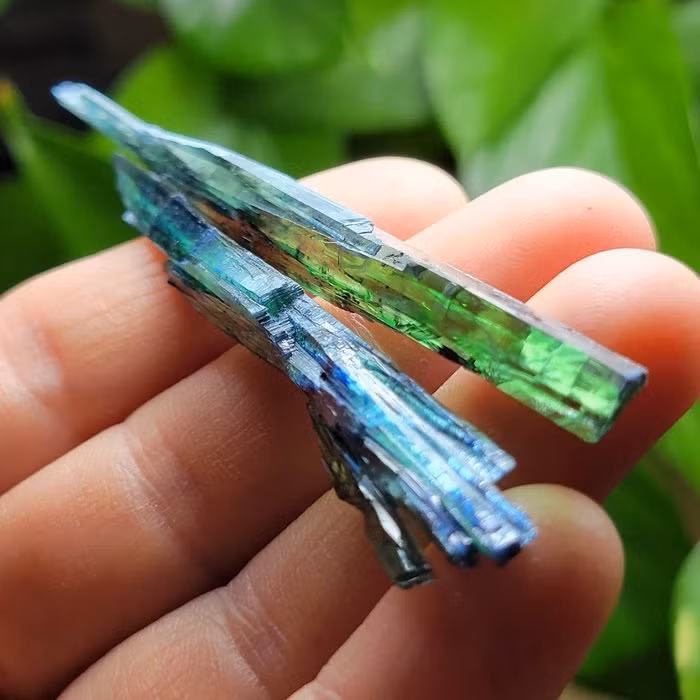 Vi sao pha le xanh lai hinh thanh tren nhung xac chet co dai?-Hinh-4