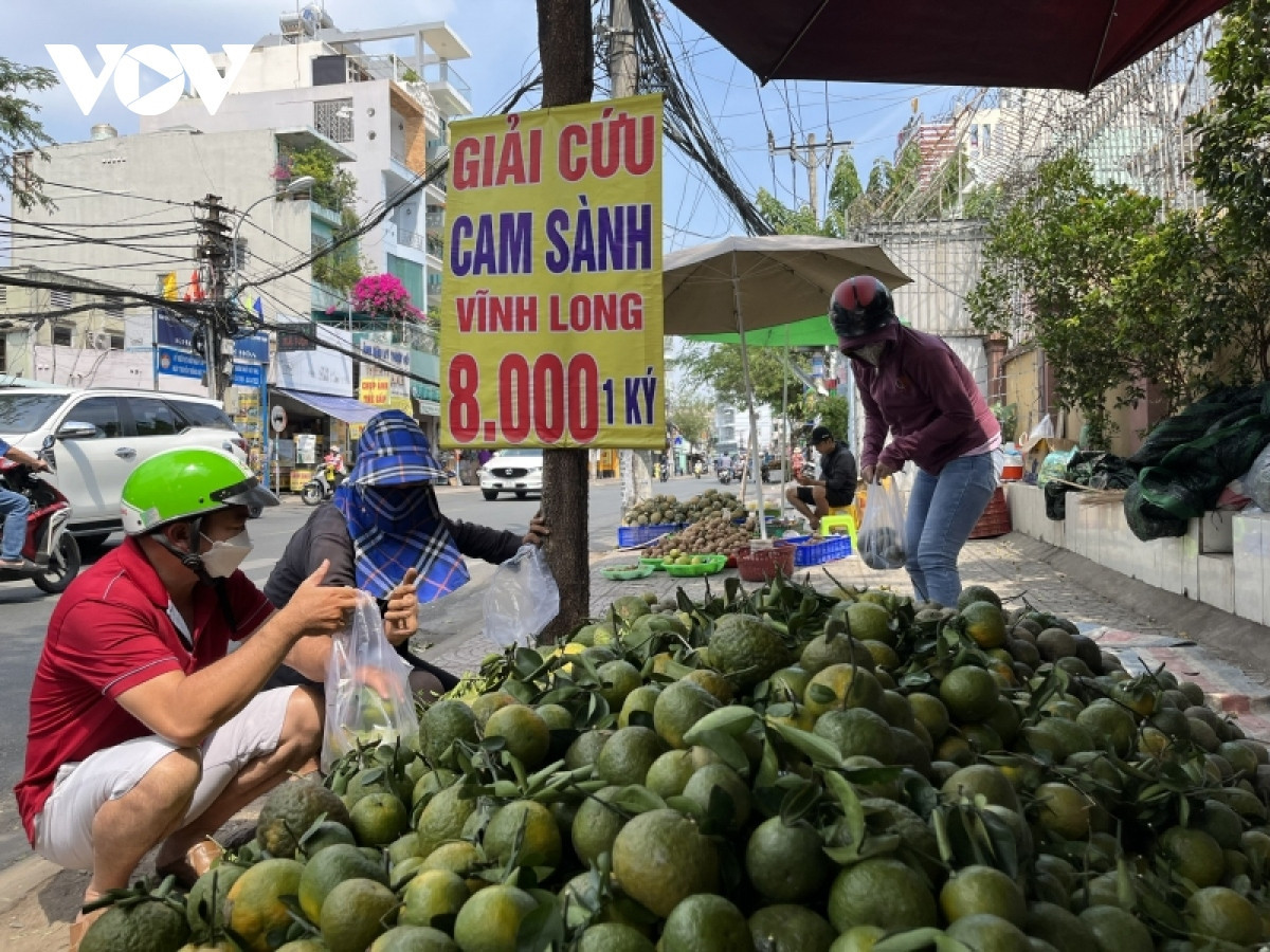 Đua nhau trồng rồi ‘vỡ trận’: Cam sành đang phải ‘giải cứu’ Dua nhau trong roi ‘vo tran’: Cam sanh dang phai ‘giai cuu’