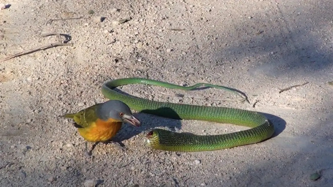 Loai chim sat thu choc mu mat va ha guc ran doc trong chop mat-Hinh-3