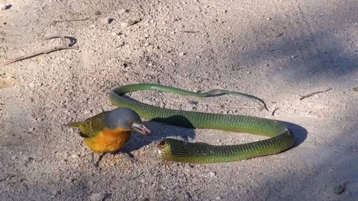 Loai chim sat thu choc mu mat va ha guc ran doc trong chop mat-Hinh-3