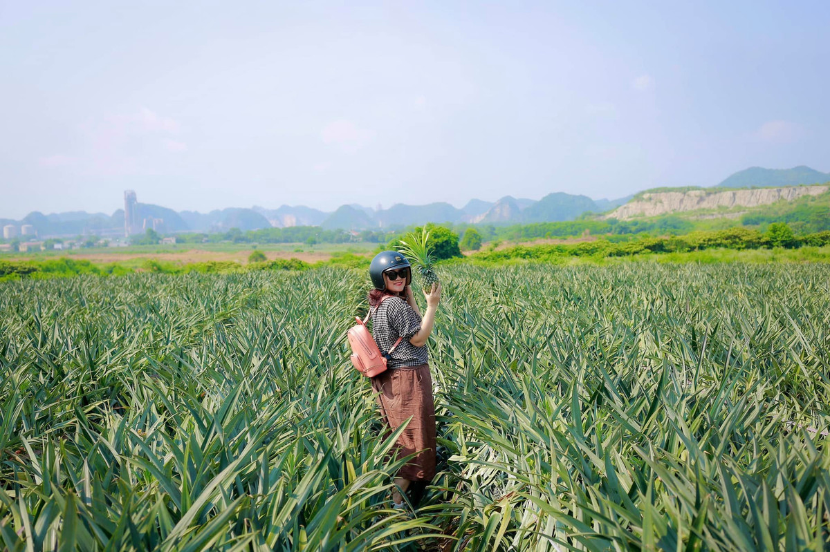 Theo người dân địa phương, mùa dứa Tam Điệp bắt đầu vào tháng 4 và chín rộ từ khoảng tháng 6, tháng 7 hàng năm. Tuy nhiên, dứa có quanh năm nên ngoài khoảng thời gian trên, du khách vẫn có thể ghé thăm nơi đây vào bất kỳ thời điểm nào và mang về loạt ảnh đẹp (Ảnh: Hương Đinh).
