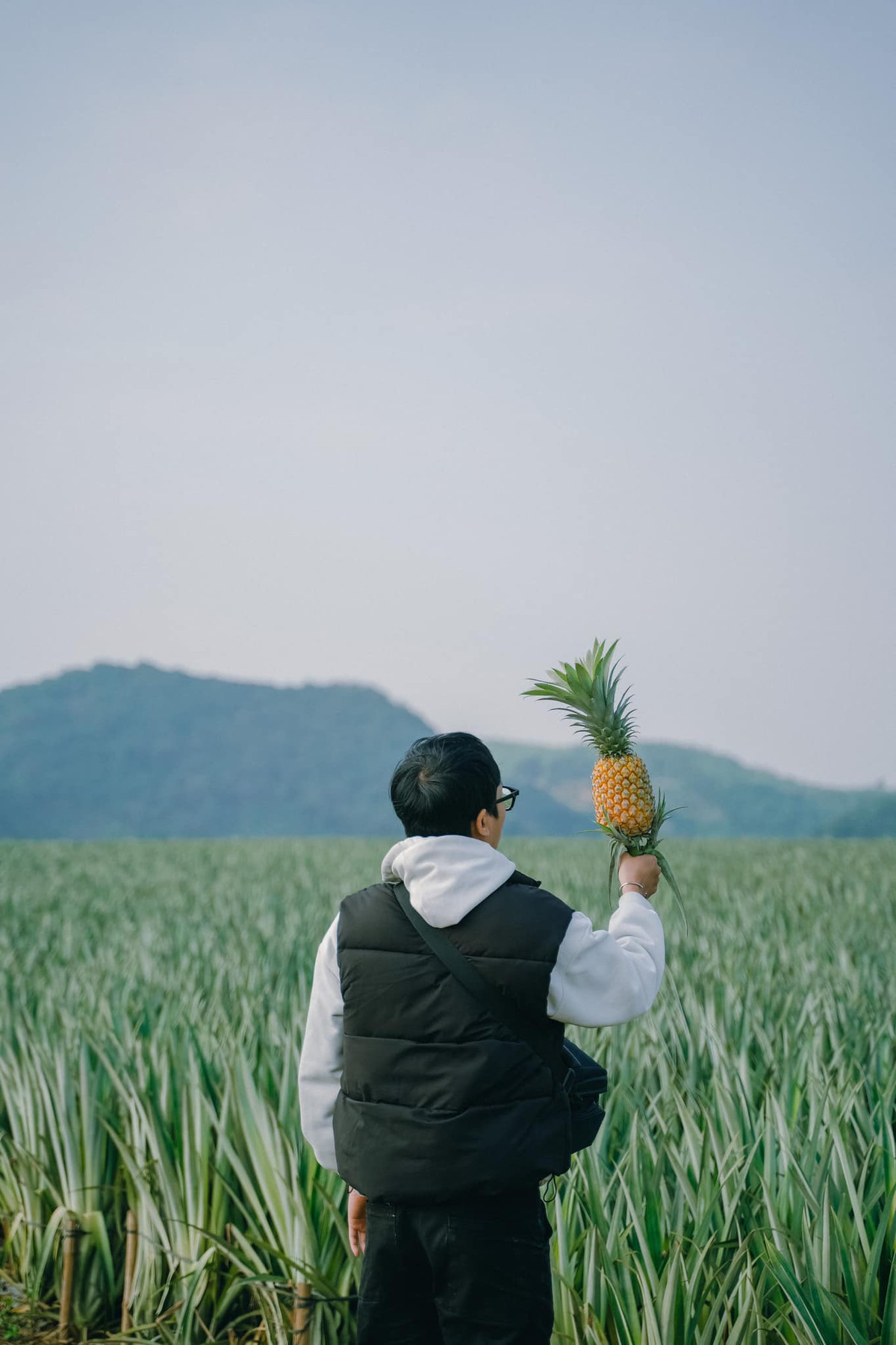 Cách trung tâm thành phố Hà Nội khoảng 100km, đồi dứa Tam Điệp (thuộc nông trại Đồng Giao, thành phố Tam Điệp, tỉnh Ninh Bình) là điểm check-in được giới trẻ yêu thích, đặc biệt dịp đầu năm, sau những chuyến du xuân tới Tràng An, Tam Cốc – Bích Động, hang Múa,… của vùng cố đô (Ảnh: Bùi Ngọc Lâm).