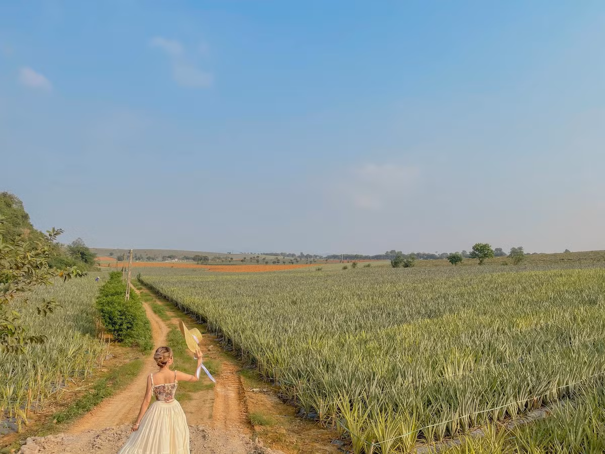 Chàng trai trẻ cho biết, du khách được chụp hình miễn phí ở cánh đồng dứa. Tuy nhiên, đây là nông trại tạo công ăn việc làm và thu nhập cho người nông dân nên du khách tới tham quan cần lưu ý không ngắt cây bẻ cành, không giẫm đạp lên các bụi dứa và giữ gìn cảnh quan chung (Ảnh: Kiều Phương Dung).