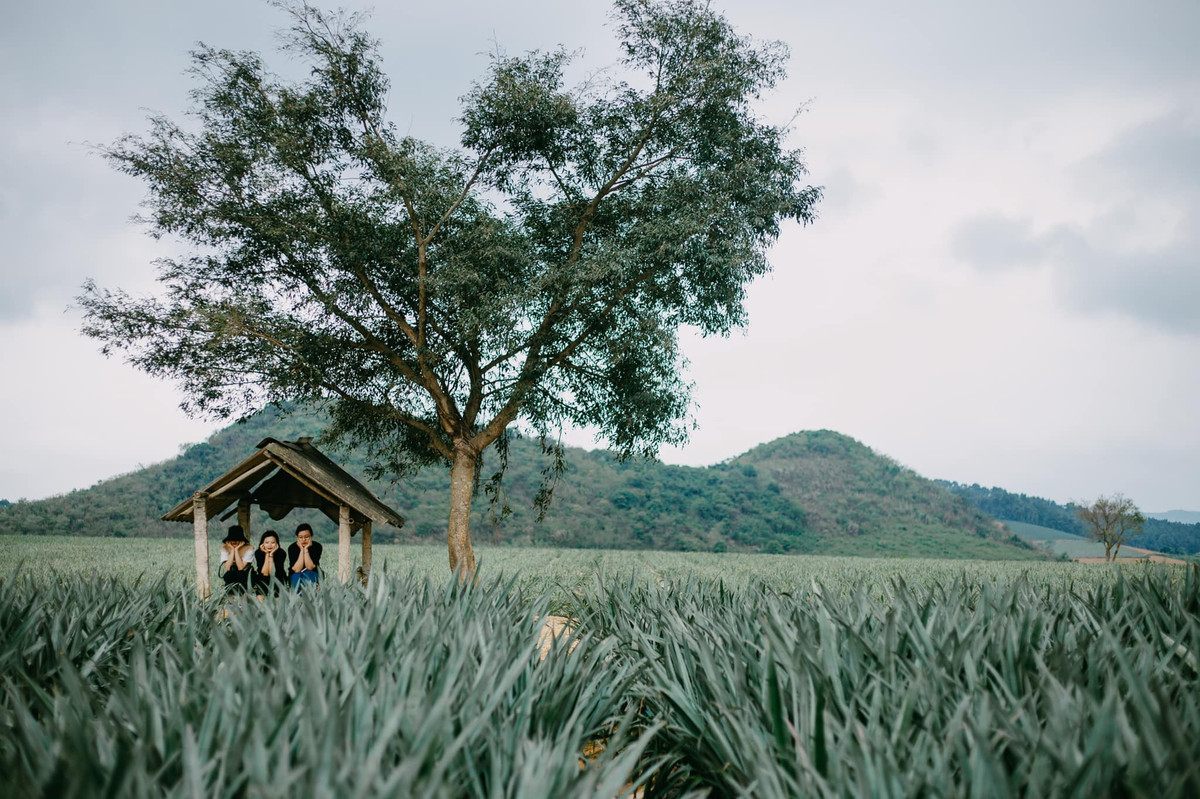Để có những bức hình đẹp ở cánh đồng dứa Tam Điệp, du khách nên ghé buổi sáng hoặc chiều tà, tránh lúc nắng gắt và diện trang phục có tông màu nổi bật. Ngoài ra, đây là địa điểm tham quan ngoài trời nên bạn hãy nhớ chuẩn bị kem chống nắng hoặc mặc quần, áo dài để không bị xước da khi di chuyển, chụp ảnh quanh các đồi dứa. Cạnh các cánh đồng dứa còn có chòi canh, cây xanh tỏa bóng mát, du khách có thể chọn làm chỗ dừng chân nghỉ ngơi hay chụp hình tùy thích (Ảnh: Ngọc Ánh).