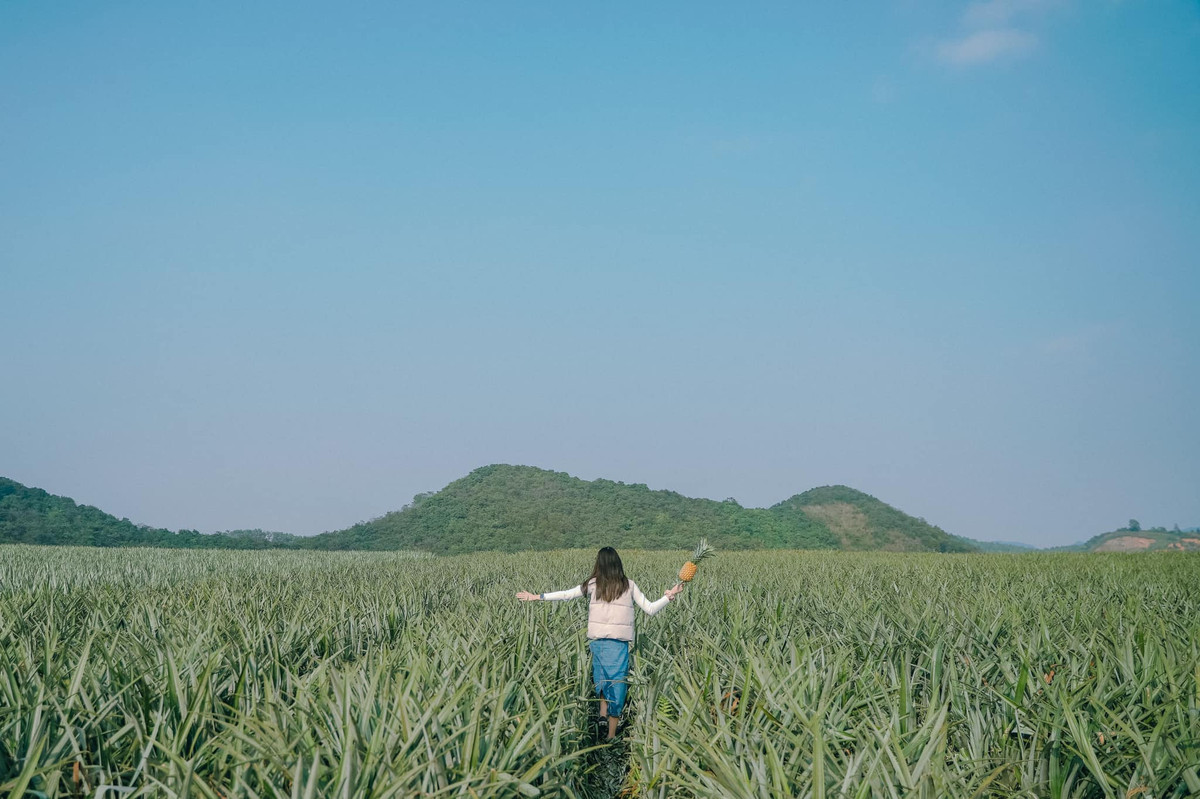 Dịp đầu năm, khoảng tháng 1, tháng 2, du khách tới check-in ở đồi dứa Tam Điệp sẽ được hòa mình vào không gian tràn ngập sắc xanh, tận hưởng bầu không khí trong lành, dễ chịu. Những người nông dân trồng dứa ở đây tiết lộ, màu xanh của những khóm dứa phụ thuộc vào từng giai đoạn tăng trưởng của dứa. Lá dứa xanh và đẹp nhất ở thời điểm dứa kết quả và gần vụ thu hoạch (Ảnh: Bùi Ngọc Lâm).