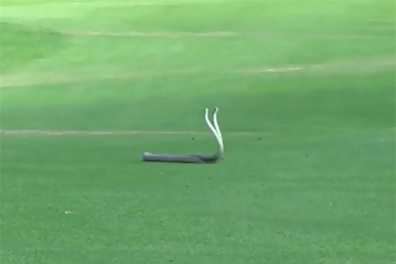Video: Rắn Mamba quyết chiến giành bạn tình trên sân golf Video: Ran Mamba quyet chien gianh ban tinh tren san golf