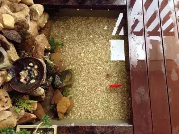 Xay ho ca coi tren ban cong chi phi chua den 2 trieu dong-Hinh-17