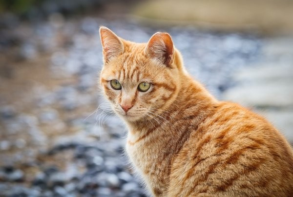 Về mặt tài chính, con giáp này có thể có được thu nhập thông qua một số khoản đầu tư ổn định. Trong các mối quan hệ, sự dịu dàng và chu đáo của tuổi Mão sẽ khiến "nửa kia" cảm thấy vui vẻ hơn và chuyện tình cảm ngày càng thêm ngọt ngào.