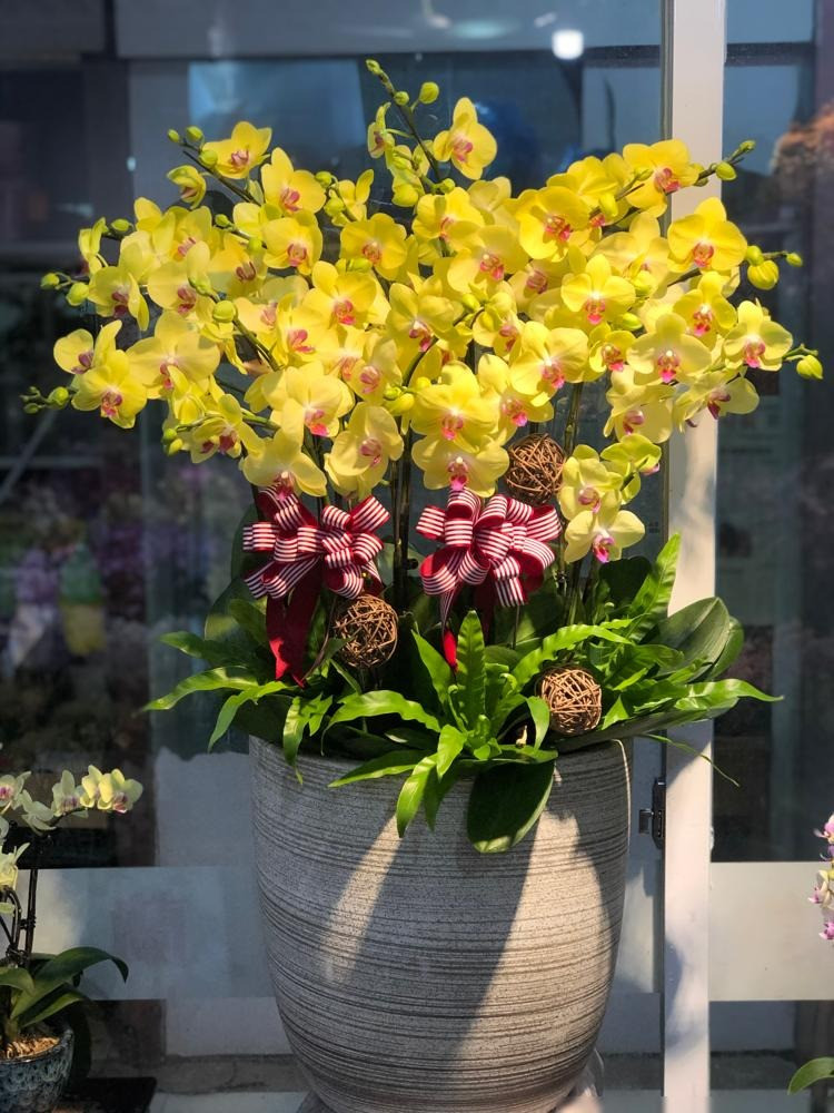  Lan hồ điệp (Phalaenopsis) được mệnh danh là “Nữ hoàng hoa lan" với lá màu xanh đậm, hoa nhiều màu sắc, hoa nở như những con bướm đang nhảy múa, rất đẹp. Ý nghĩa của cây cảnh này là mọi việc suôn sẻ, tốt lành, mang lại may mắn, cát tường nên được nhiều người yêu thích. 