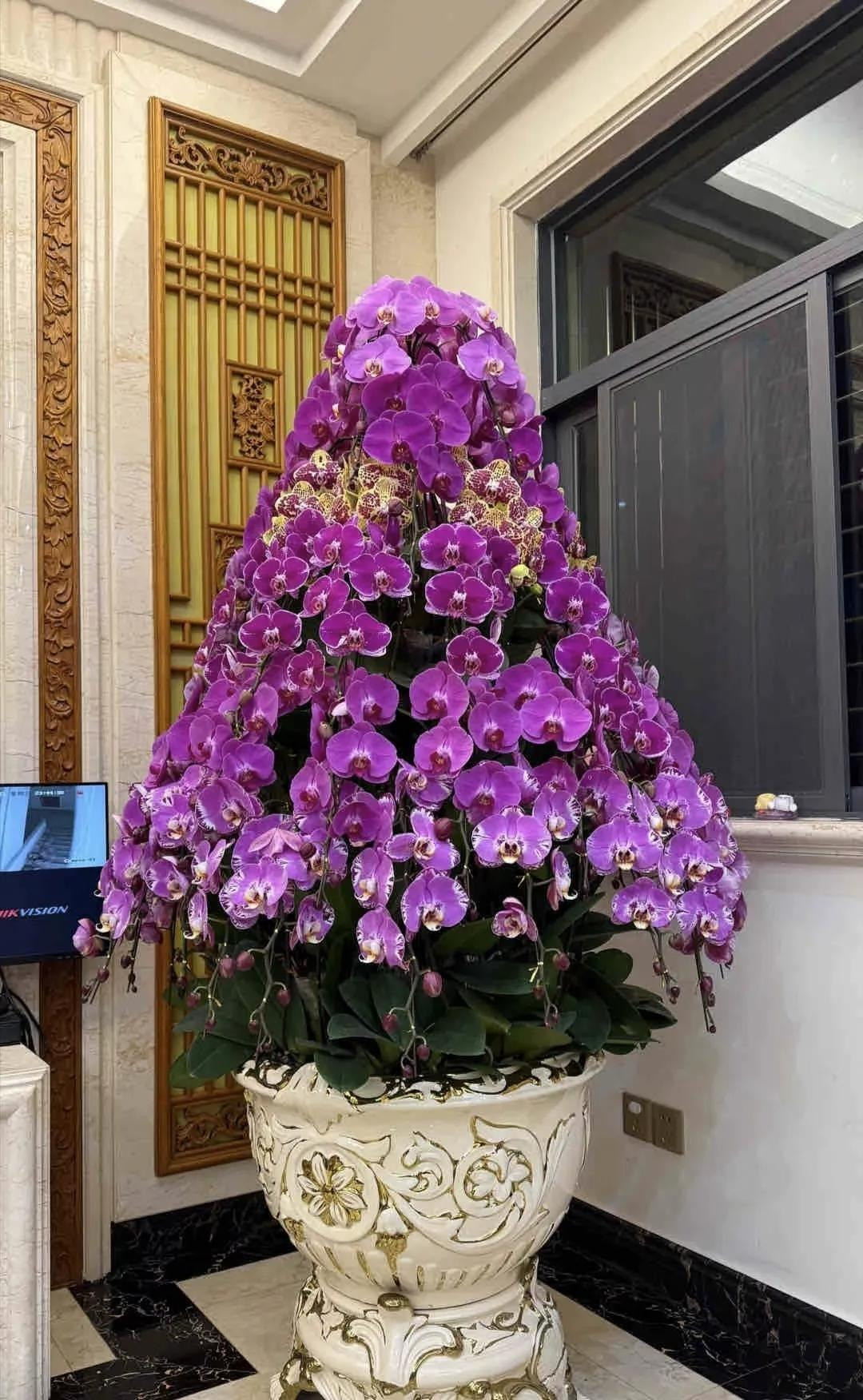 4. Cây cảnh lan hồ điệp: Sự nghiệp thành công. Mặc dù hoa lan hồ điệp là “cô tiểu thư mỏng manh” trong các loài hoa và không dễ trồng nhưng đây vẫn là loài hoa được nhiều người giàu có lựa chọn. Họ thường mua những chậu lan hồ điệp lớn, có giá hàng trăm triệu đồng để bày trong nhà vào dịp tết Ngyên đán. 