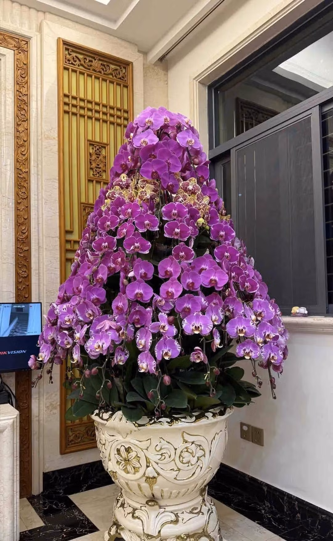 4. Cây cảnh lan hồ điệp: Sự nghiệp thành công. Mặc dù hoa lan hồ điệp là “cô tiểu thư mỏng manh” trong các loài hoa và không dễ trồng nhưng đây vẫn là loài hoa được nhiều người giàu có lựa chọn. Họ thường mua những chậu lan hồ điệp lớn, có giá hàng trăm triệu đồng để bày trong nhà vào dịp tết Ngyên đán. 