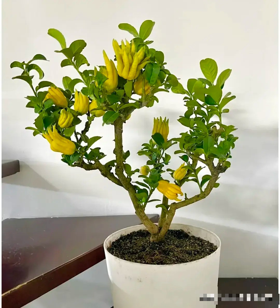 3. Cây cảnh Phật thủ: Tốt lành, giàu có. Phật thủ là một loại cây bụi nở hoa vào mùa xuân và kết trái vào mùa thu. Quả phật thủ có màu vàng kim, hình dáng độc đáo, giống như bàn tay nắm chặt hoặc mở ra giống như lòng bàn tay của Đức Phật, nên mọi người gọi nó là "Phật thủ". 