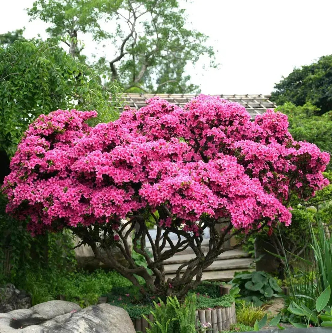 1. Cây cảnh đỗ quyên: May mắn, tài lộc, sự nghiệp phát triển. Người ta nói trồng hoa không bằng trồng cây, nhất là cây bonsai có hình dáng độc đáo, khi để trong nhà thì thanh thoát, quý phái. 