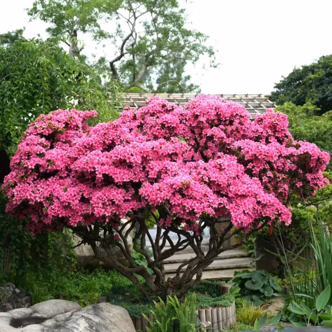 1. Cây cảnh đỗ quyên: May mắn, tài lộc, sự nghiệp phát triển. Người ta nói trồng hoa không bằng trồng cây, nhất là cây bonsai có hình dáng độc đáo, khi để trong nhà thì thanh thoát, quý phái. 