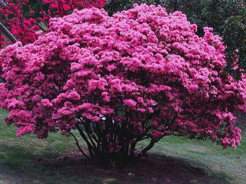  Đỗ quyên được mệnh danh là "hoa mỹ nhân" thể hiện địa vị, thân phận của nó trong dân gian. Nó là một loài hoa rất phổ biến, được nhiều người ưa thích.