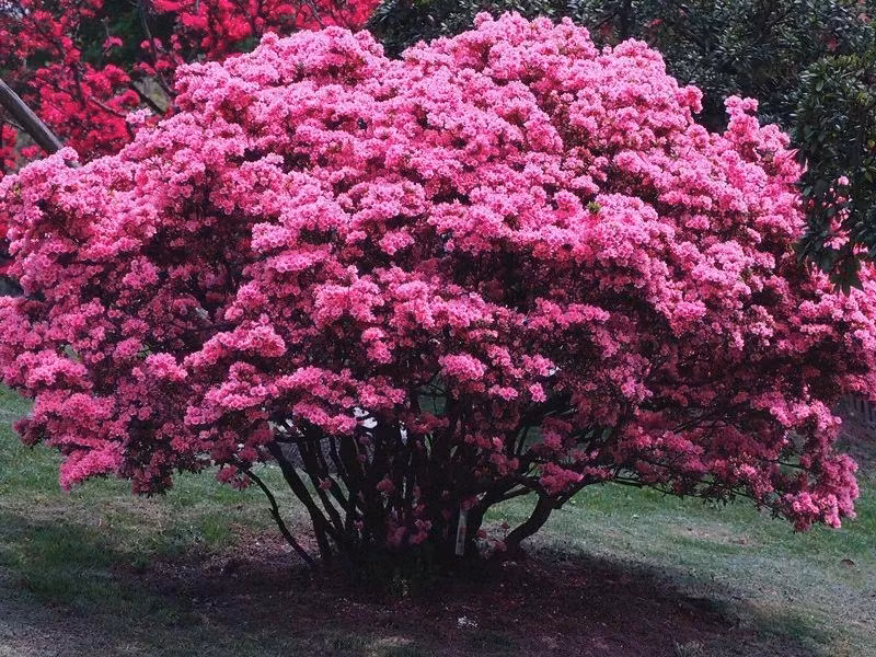  Đỗ quyên được mệnh danh là "hoa mỹ nhân" thể hiện địa vị, thân phận của nó trong dân gian. Nó là một loài hoa rất phổ biến, được nhiều người ưa thích.