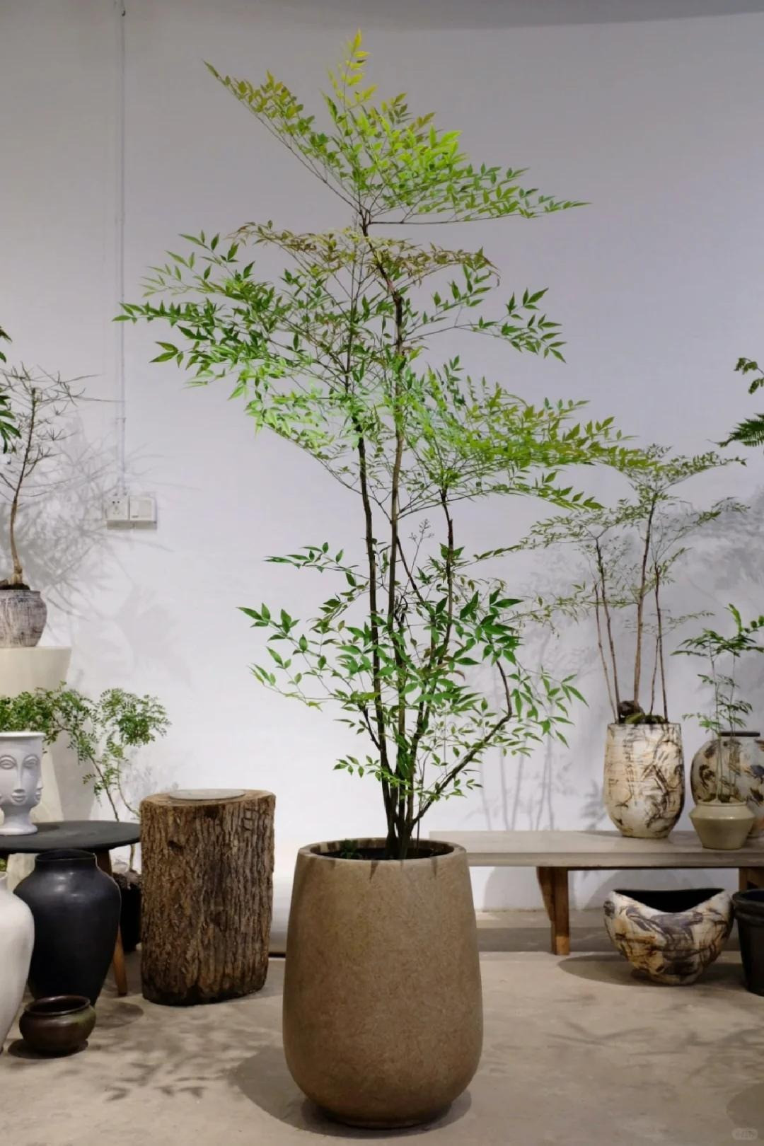  Đặc biệt lá của cây cảnh này liên tục biến đổi màu sắc như những chú yêu tinh tinh nghịch. Vào mùa xuân, lá non có màu hồng nhạt hay đỏ trước khi chuyển sang màu xanh lục. Khi các lá già lại chuyển thành màu đỏ hoặc tía trước khi rụng. Nhìn xa chúng giống như ngọn lửa rực rỡ cháy.