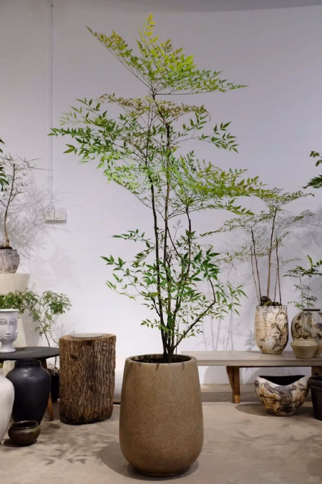  Đặc biệt lá của cây cảnh này liên tục biến đổi màu sắc như những chú yêu tinh tinh nghịch. Vào mùa xuân, lá non có màu hồng nhạt hay đỏ trước khi chuyển sang màu xanh lục. Khi các lá già lại chuyển thành màu đỏ hoặc tía trước khi rụng. Nhìn xa chúng giống như ngọn lửa rực rỡ cháy.