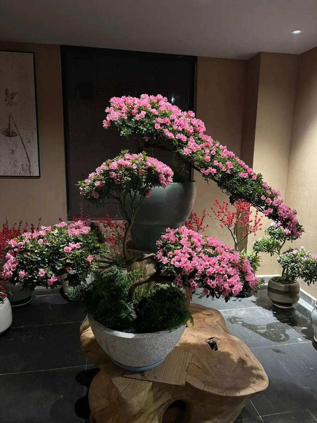 Trong phong thủy, cây cảnh này là biểu tượng cho sự may mắn, tài lộc. Bên cạnh đó, cây cảnh còn có khả năng xua đuổi vận đen, xui xẻo và thu hút những năng lượng tích cực. Cây cảnh này còn có ý nghĩa như làm ăn phát đạt, sự nghiệp ổn định, may mắn... người giàu rất ưa thích.