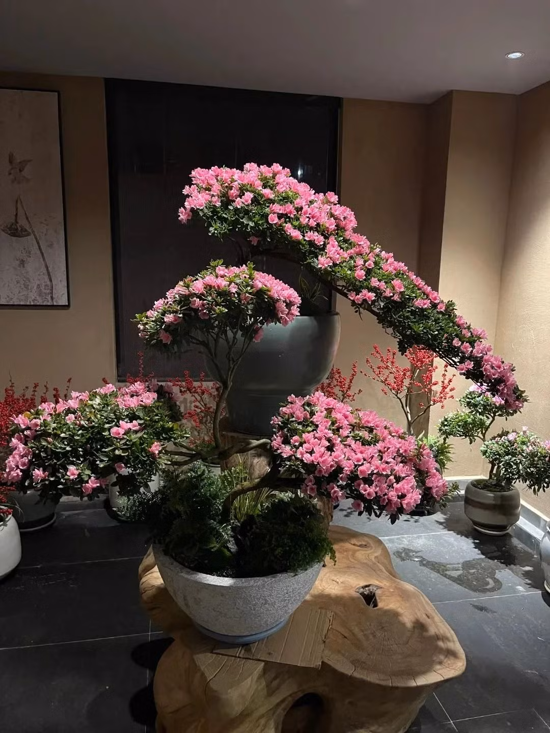 Trong phong thủy, cây cảnh này là biểu tượng cho sự may mắn, tài lộc. Bên cạnh đó, cây cảnh còn có khả năng xua đuổi vận đen, xui xẻo và thu hút những năng lượng tích cực. Cây cảnh này còn có ý nghĩa như làm ăn phát đạt, sự nghiệp ổn định, may mắn... người giàu rất ưa thích.