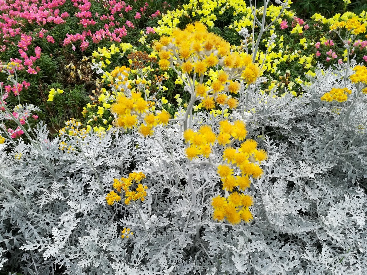 4. Cây cảnh: Cúc bạc. Cây cảnh cúc lá bạc (tên tiếng Anh là Jacobaea Maritima) là một loại cây lá bạc rất phổ biến. Thân của nó có lá màu trắng xám, mặt lá phủ một lớp lông tơ màu trắng bạc. Trong khi đó, hoa của nó có màu vàng như ánh nắng mặt trời, thời gian ra hoa kéo dài từ 3-4 tháng. 