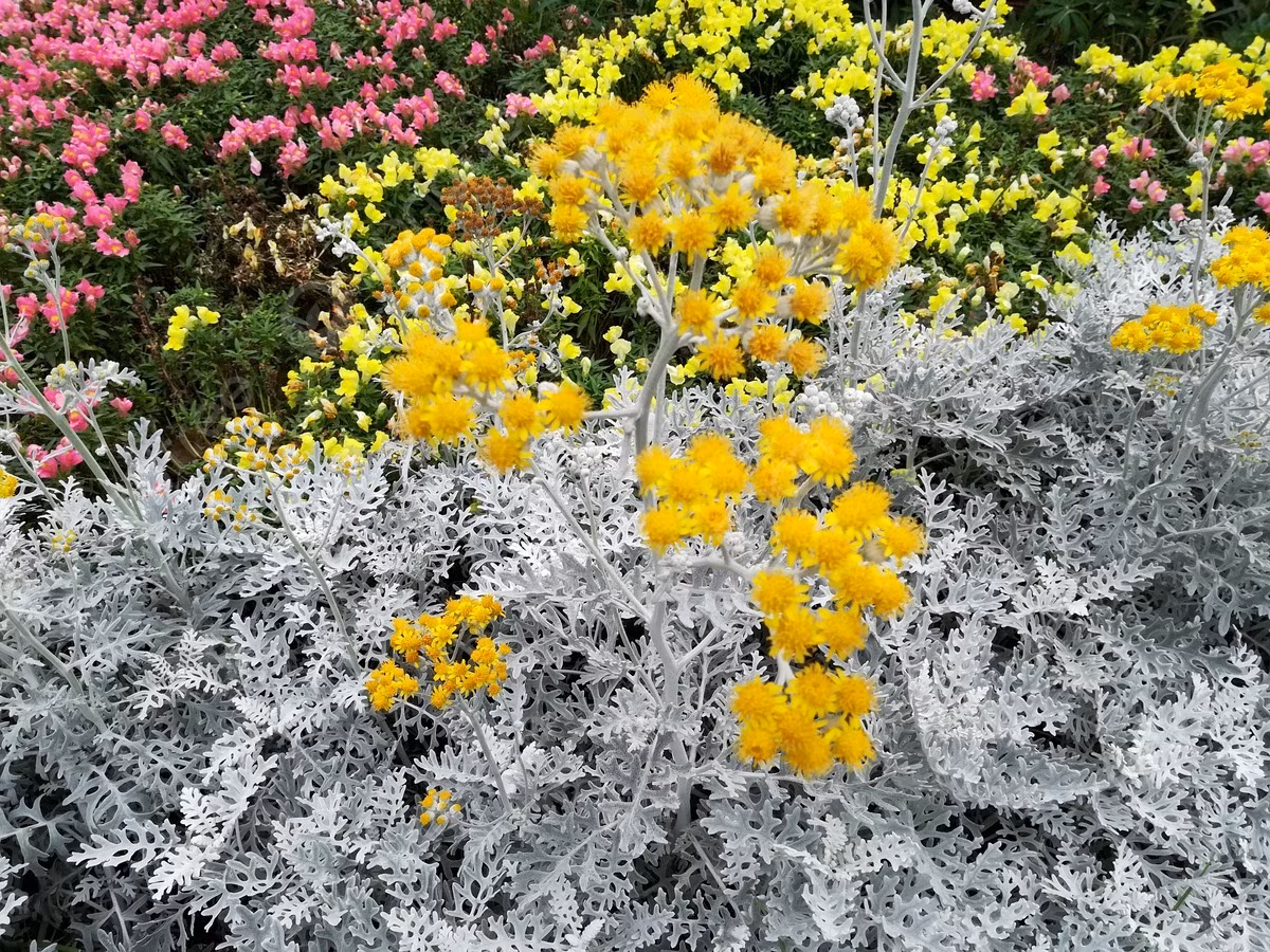 4. Cây cảnh: Cúc bạc. Cây cảnh cúc lá bạc (tên tiếng Anh là Jacobaea Maritima) là một loại cây lá bạc rất phổ biến. Thân của nó có lá màu trắng xám, mặt lá phủ một lớp lông tơ màu trắng bạc. Trong khi đó, hoa của nó có màu vàng như ánh nắng mặt trời, thời gian ra hoa kéo dài từ 3-4 tháng. 