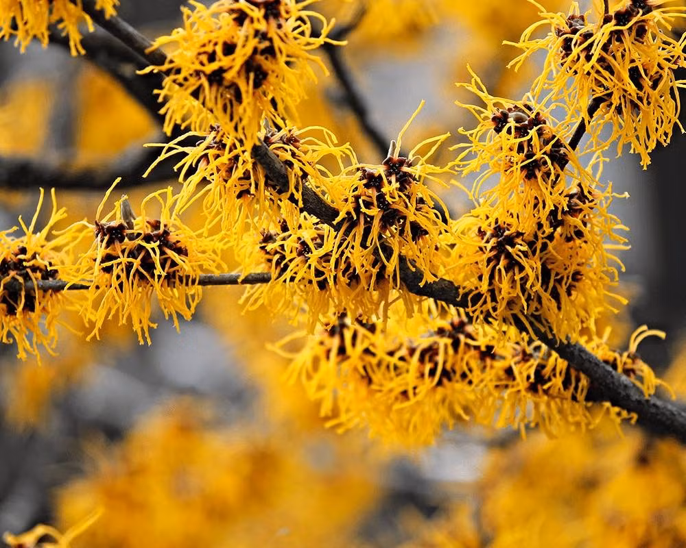 3. Cây cảnh: Phỉ Mỹ. Phỉ Mỹ (Hamamelis virginiana) là loại hoa mai mùa đông nở rộ giữa tuyết, vô cùng đẹp mắt. Cây cảnh nở hoa màu vàng vào mùa đông lạnh giá, cánh hoa mỏng manh như sợi chỉ vàng, rất đẹp. 