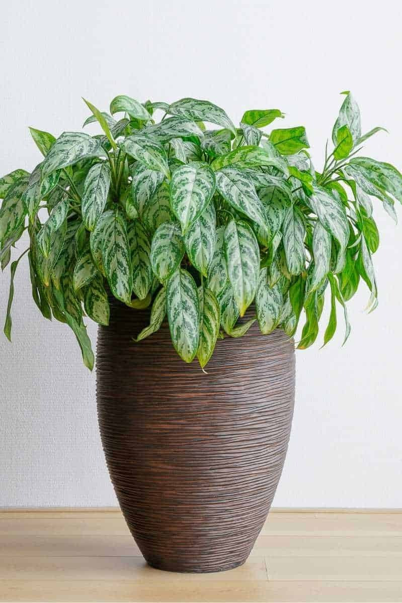 2. Cây cảnh: Nữ hoàng bạc. Nữ hoàng bạc hay còn gọi là ngân hậu (Aglaonema "Silver Queen" - Aglaonema marantifolium) là "quý bà" trong số các loài cây cảnh lá. Lá lớn của nó được bao phủ bởi các đốm trắng bạc, lấp lánh với ánh sáng như ngọc trai dưới ánh mặt trời. 