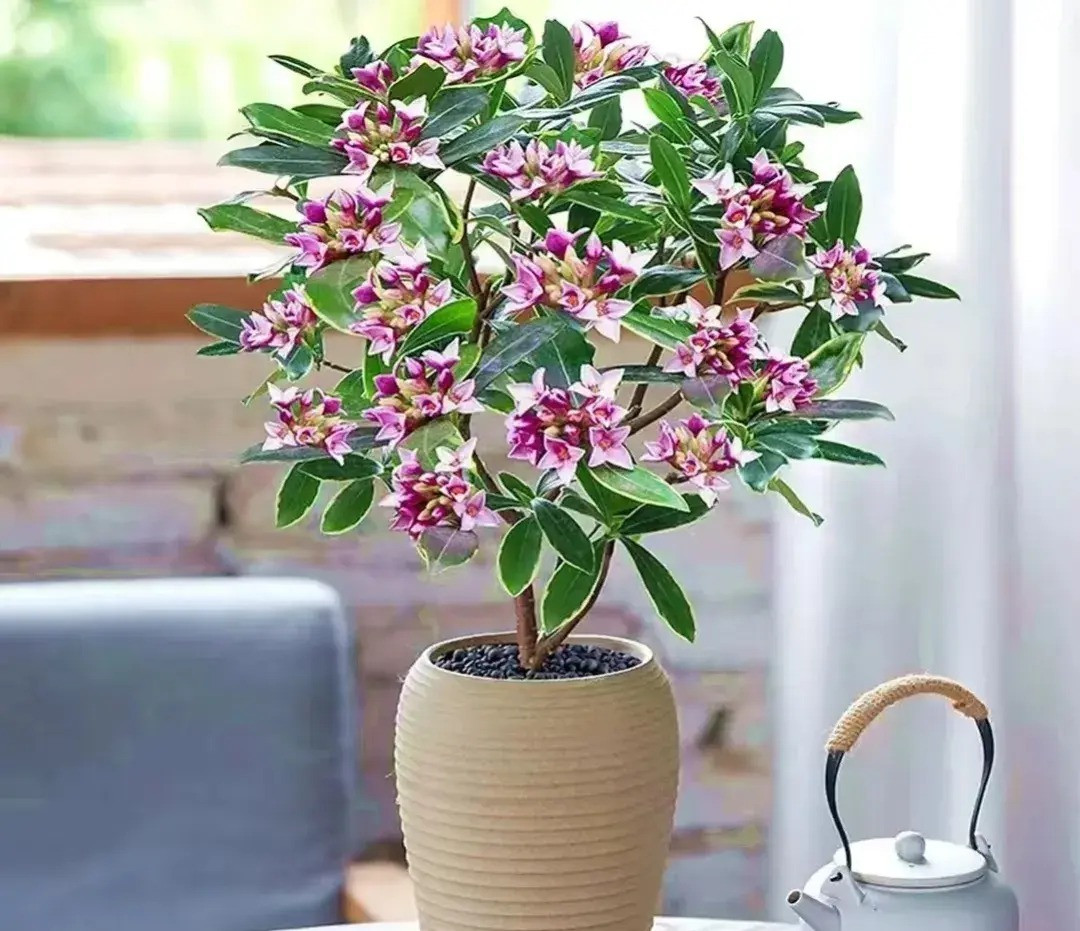  Điều hấp dẫn nhất của loài hoa này là những bông hoa màu hồng nhỏ nhắn, có mùi thơm nhẹ nhàng và nồng nàn, có thể lan tỏa hương thơm khắp căn phòng. Loại hoa có lá viền vàng là biểu tượng "ngôi nhà đầy vàng bạc".