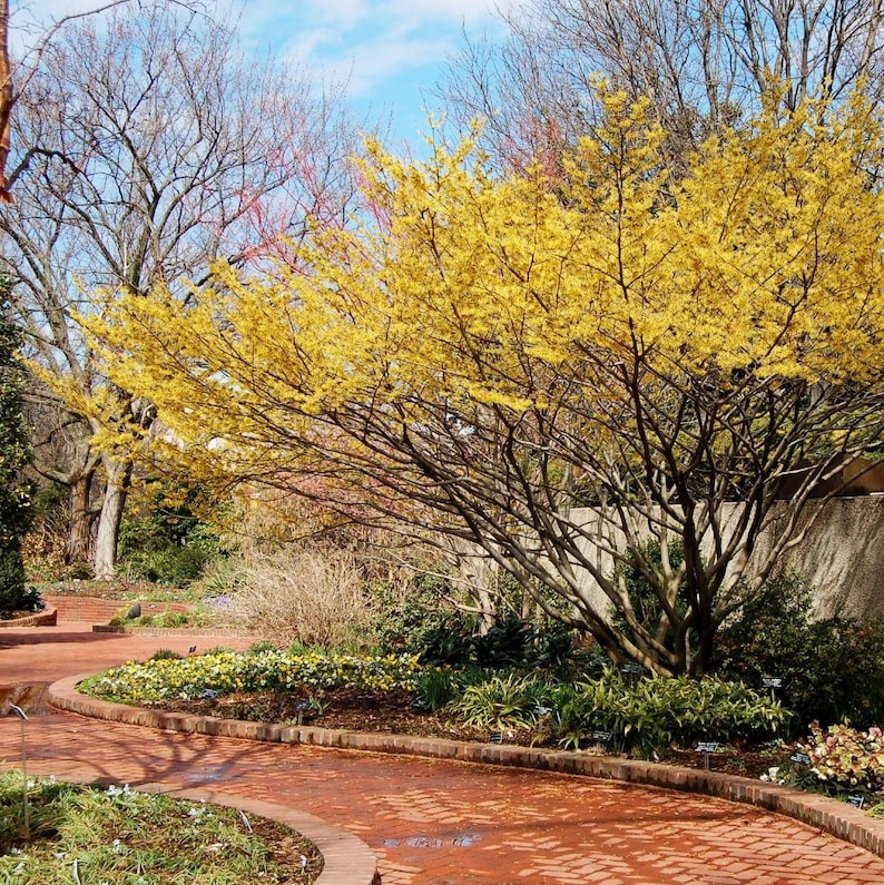  Khi ánh sáng mặt trời ấm dần chiếu vào những cụm hoa nhỏ bằng nắm tay này, chúng từ từ nở ra những cánh hoa mảnh mai, giống như những bông pháo hoa nhỏ nở từng cái một trên cành cây. 