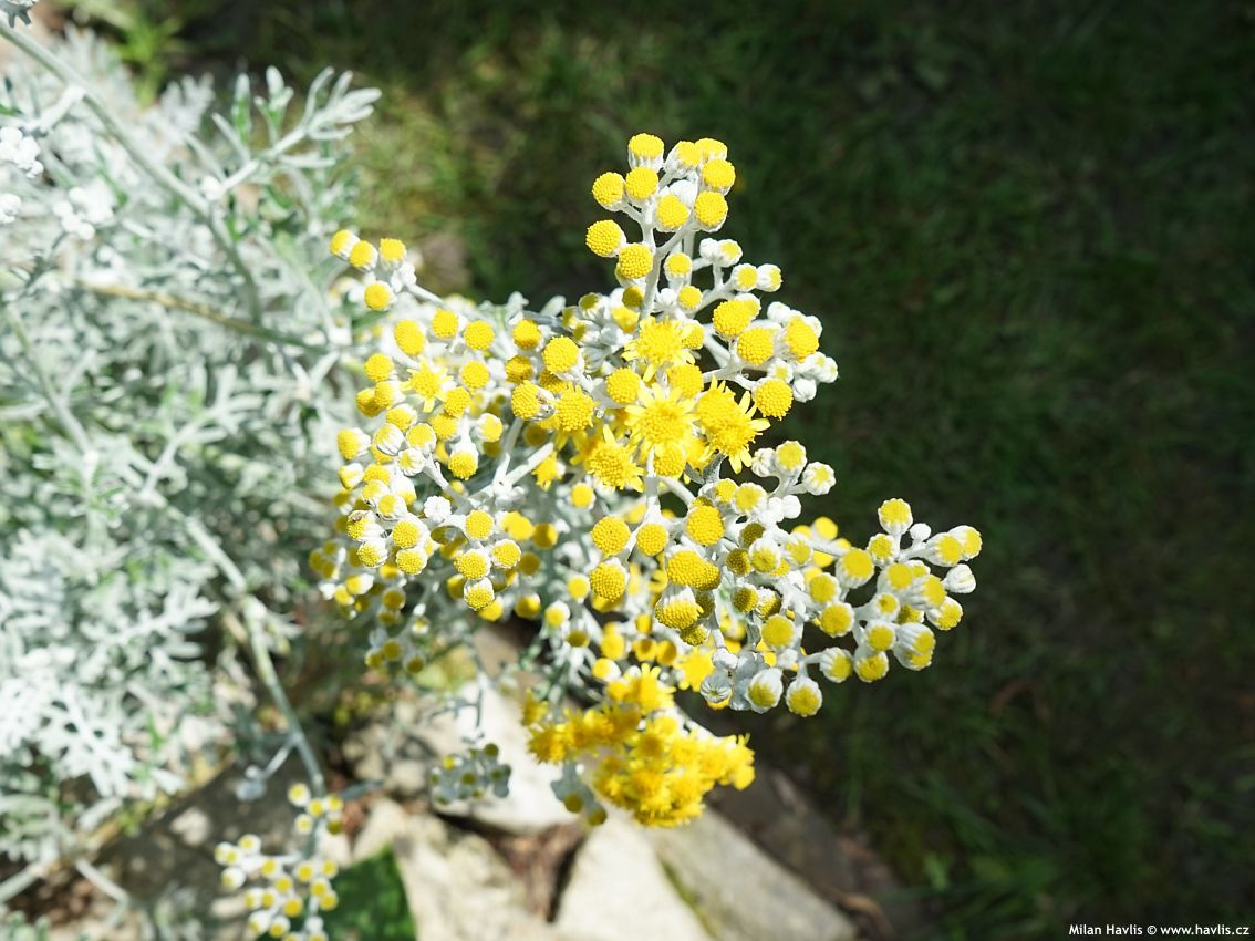  Cúc bạc ưa môi trường ấm áp và mát mẻ, không ưa nhiệt độ quá cao. Nếu nhiệt độ cao hơn 35 độ C cần tăng cường che nắng, thông gió cho môi trường. Bạn cần cung cấp đủ ánh sáng mặt trời và thông gió tốt; đất phải tơi xốp và màu mỡ; tưới nước vừa phải và tránh ngập úng.