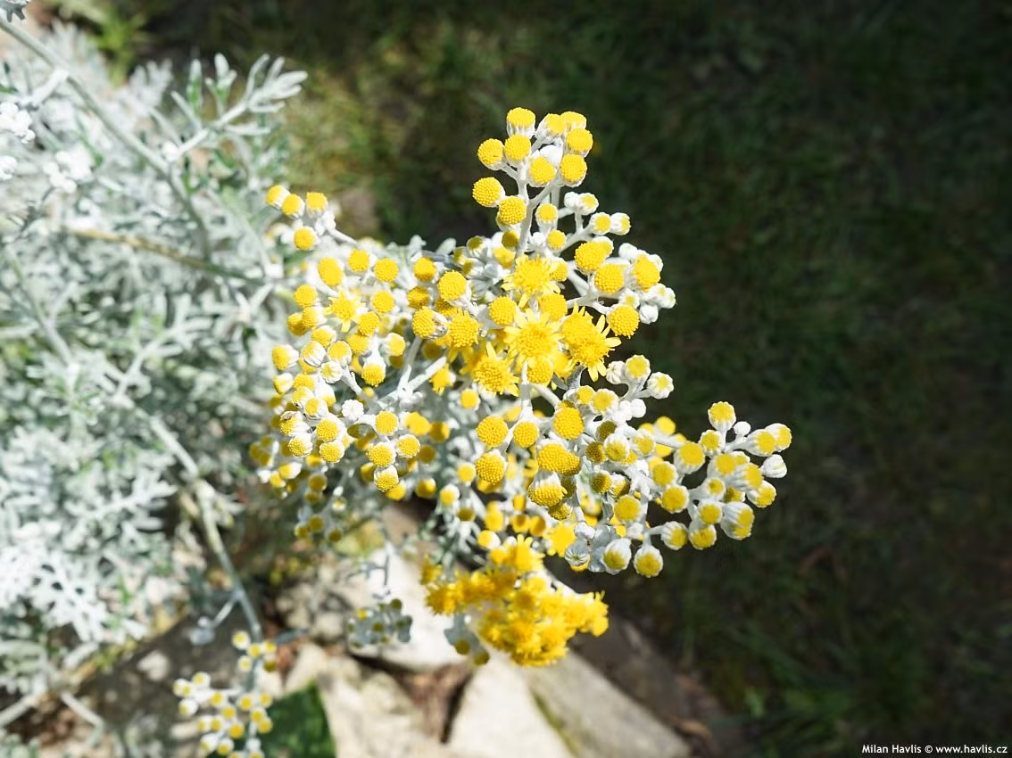  Cúc bạc ưa môi trường ấm áp và mát mẻ, không ưa nhiệt độ quá cao. Nếu nhiệt độ cao hơn 35 độ C cần tăng cường che nắng, thông gió cho môi trường. Bạn cần cung cấp đủ ánh sáng mặt trời và thông gió tốt; đất phải tơi xốp và màu mỡ; tưới nước vừa phải và tránh ngập úng.