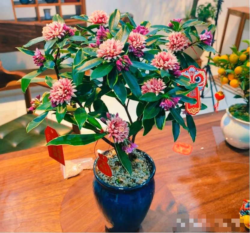  1. Cây cảnh: Thụy hương. Thụy hương hay còn gọi là bồng lai tử hay phong lưu thụ (tên khoa học là Daphne odora) là cây cảnh có hoa rất đẹp, hương thơm dễ chịu. Hơn nữa, mép lá của chúng được khảm ren vàng, giống như một tác phẩm nghệ thuật được đóng khung cẩn thận. 