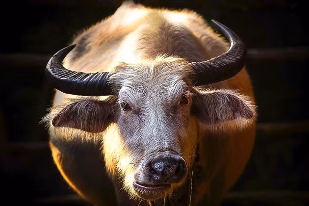  Tài lộc của họ sẽ bùng nổ mạnh mẽ, với nguồn thu chính và thu nhập phụ đều dồi dào, mang lại sự ổn định và thịnh vượng. Những khoản đầu tư trước đây sẽ bắt đầu sinh lời, đồng thời họ cũng có cơ hội đón nhận những nguồn tiền bất ngờ từ các cơ hội hiếm có. 