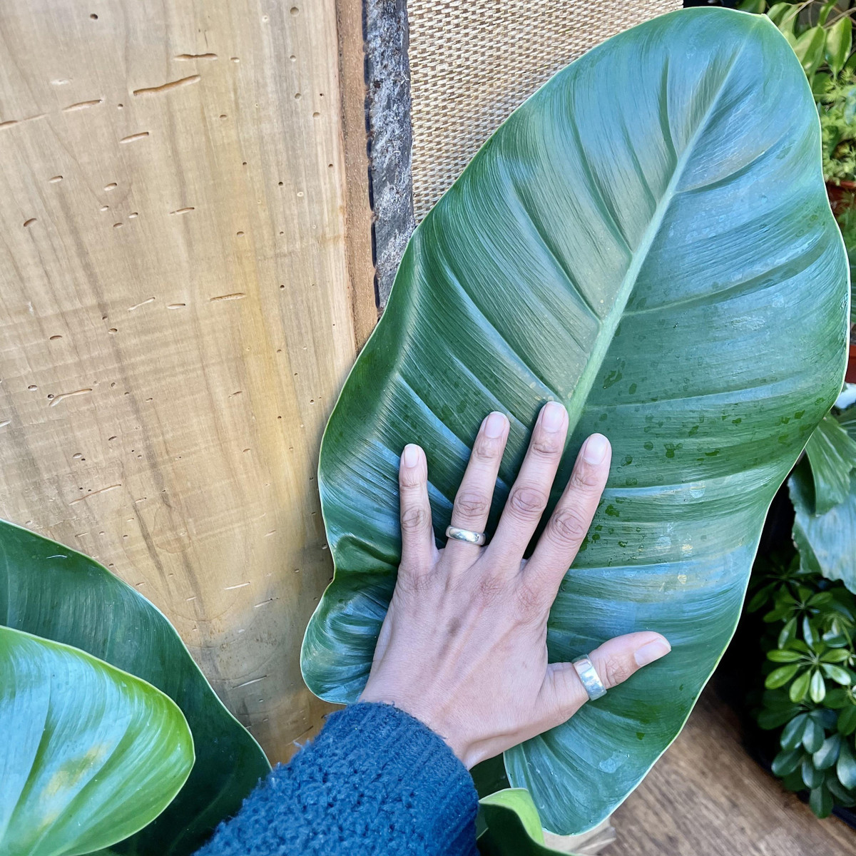 Cay canh hut may, trong trong nha gia chu khoe manh, giau co-Hinh-12